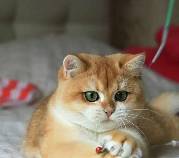 金渐层布偶猫多少钱(金渐层好养还是布偶好养)
