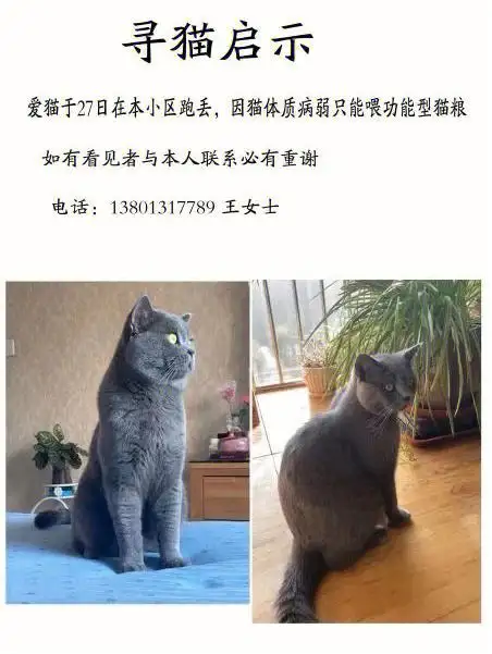 一只蓝猫能活多少年(一只蓝猫可以卖多少钱?)