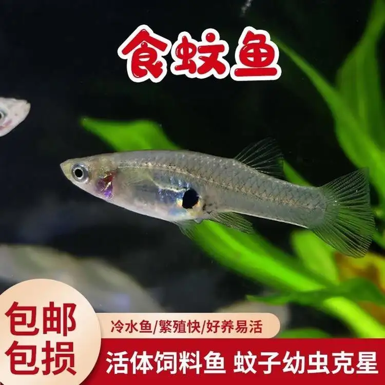 什么鱼吃龟粮(什么鱼可以吃龟粮)