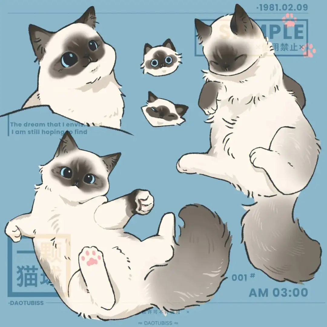 布偶猫卡通(布偶猫卡通图片头像)