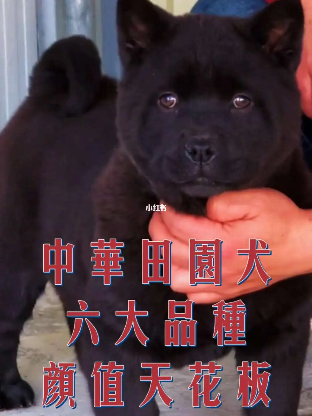 中华田园犬各个品种(中华田园犬各个品种图片)