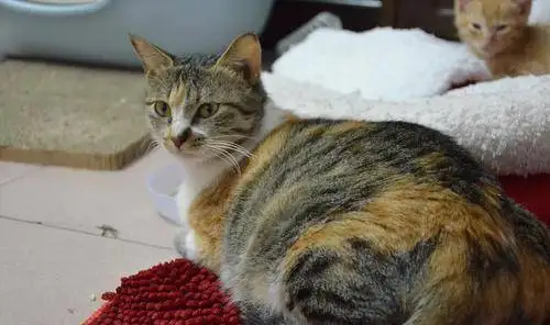 母猫会大姨妈吗(母猫会大姨妈吗会怀孕吗)