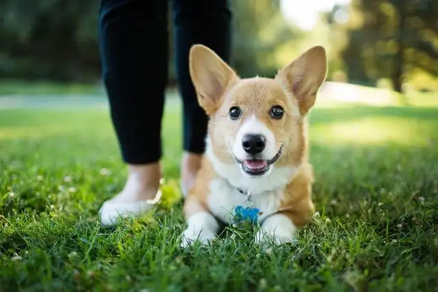 看门最好的小型犬(看门最好的小型犬有哪些)