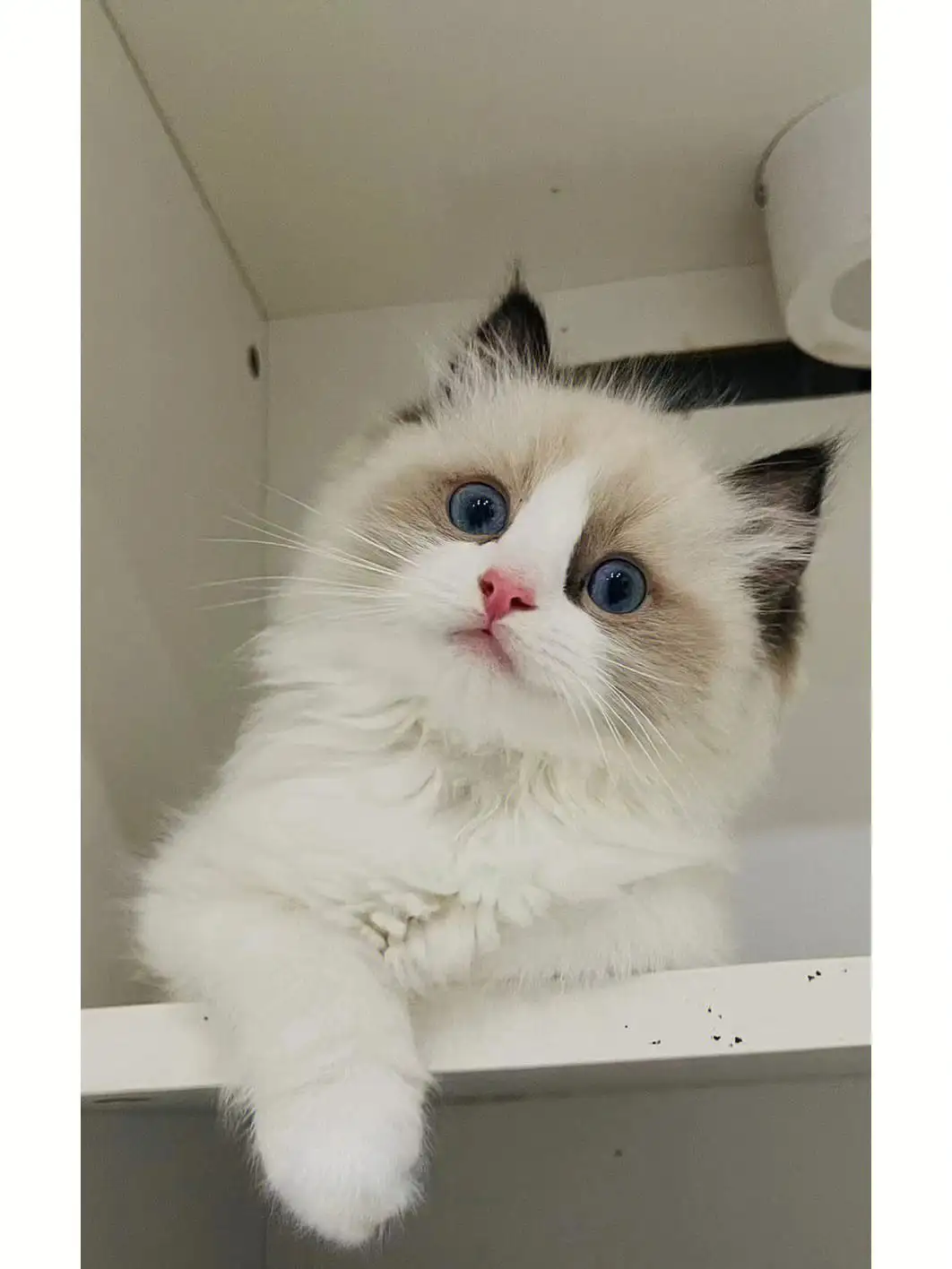 布偶小猫多少钱一只(布偶猫幼崽多少钱一只)