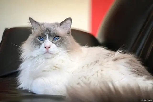 布偶猫的市场价格是多少?(布偶猫的市场价格是多少一只)
