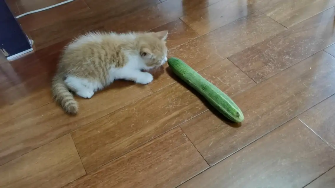 猫讨厌黄瓜吗(为啥猫害怕黄瓜)