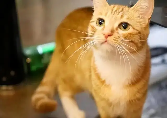 好品种的猫咪(好品种的猫咪图片)