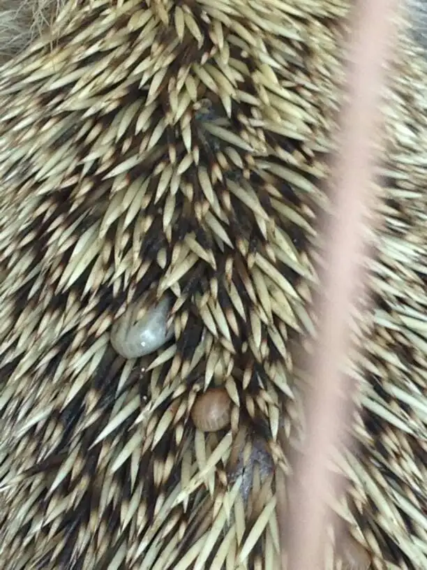 刺猬的肉可以吃吗的简单介绍