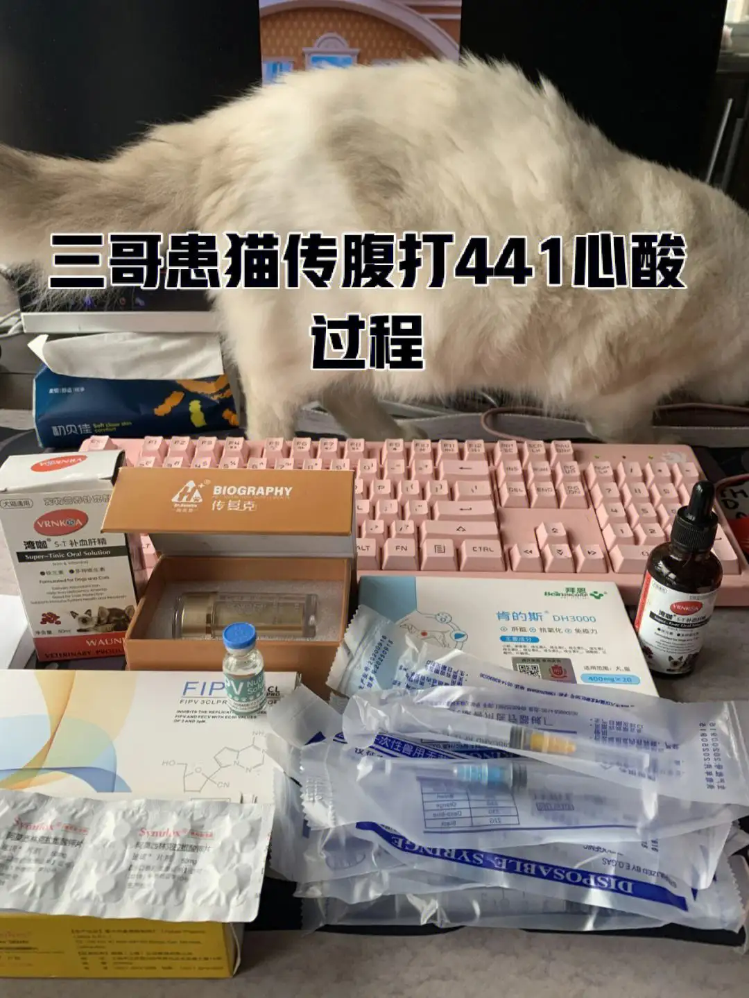 551猫传腹(猫传腹2801)