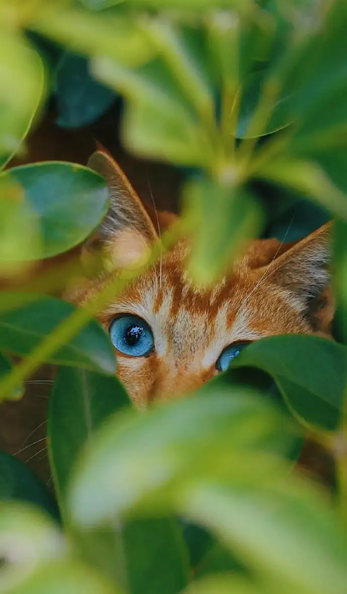 绿色眼睛的猫有哪些品种(绿色眼睛的猫有哪些品种名字)