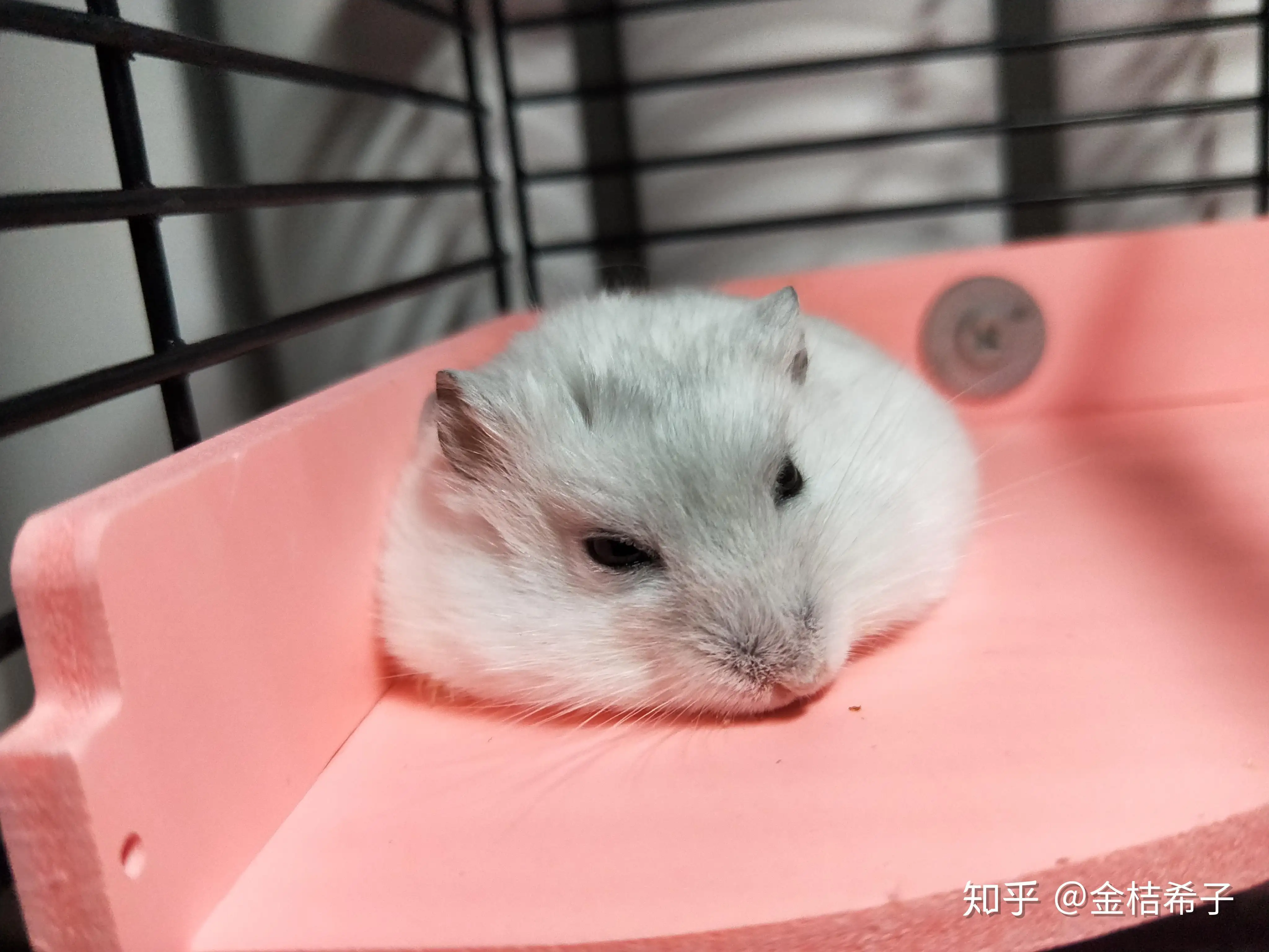 仓鼠睡觉睁眼睛正常吗(仓鼠睡觉为什么睁一只眼闭一只眼)