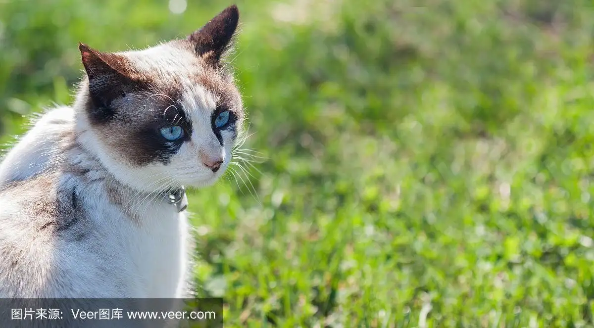 绿色眼睛的猫有哪些品种(绿色眼睛的猫有哪些品种名字)
