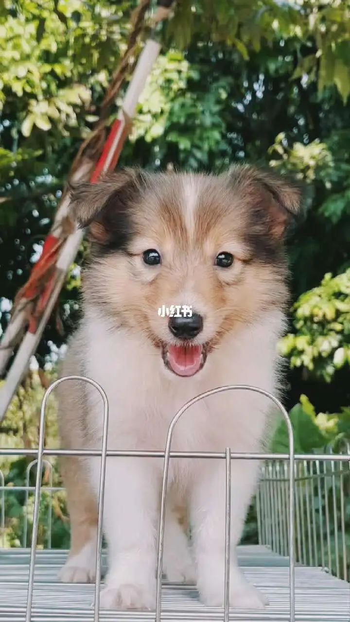那里有卖苏格兰牧羊犬(苏格兰牧羊犬多少钱一只)