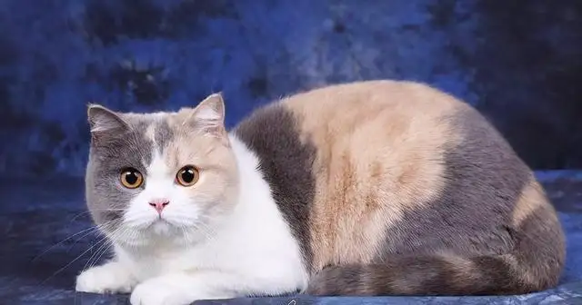 猫咪里面最温顺的是什么品种(猫咪里面最温顺的是什么品种的)