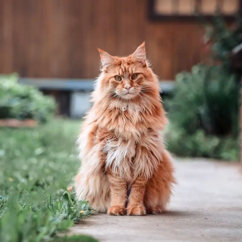 缅因猫红虎斑价格(缅因红虎斑猫的价格)