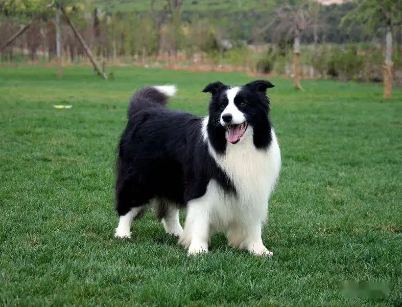 澳洲牧羊犬多少钱一只(澳洲牧羊犬多少钱一只幼犬)