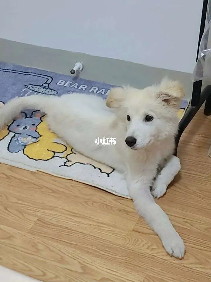 串的萨摩耶多少钱(串的萨摩耶多少钱一只幼犬)