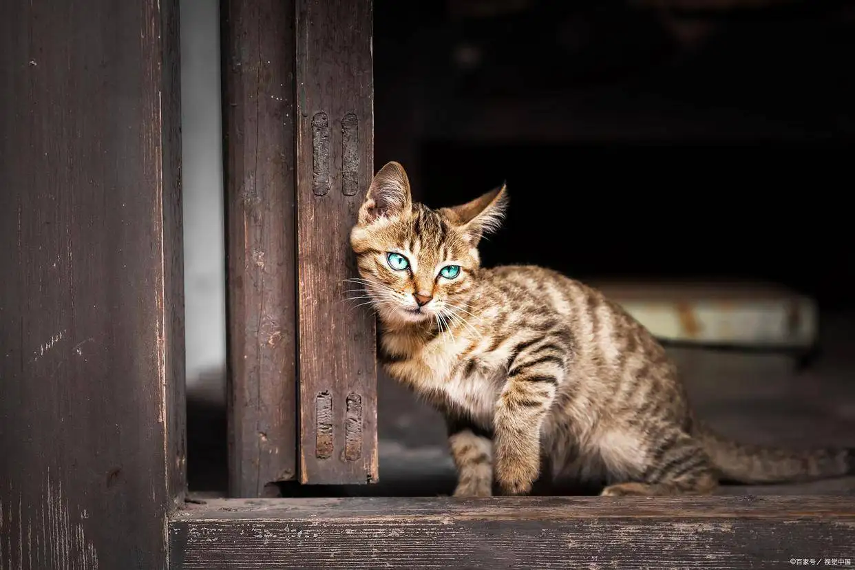 猫猫几个月会怀孕(猫一般几个月会怀孕)