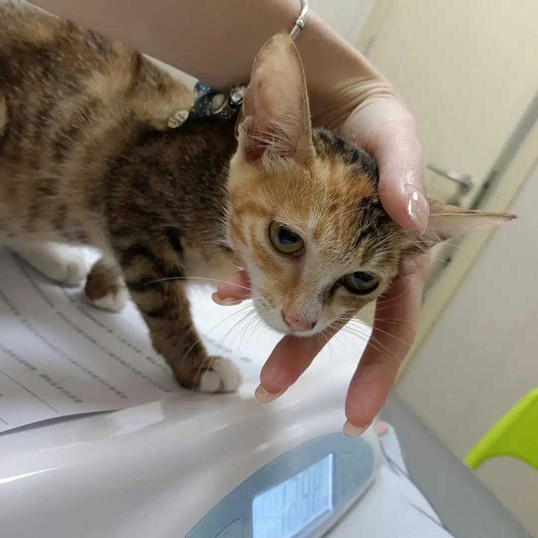 猫传腹的病因是什么(22天连花清瘟治疗猫传腹)
