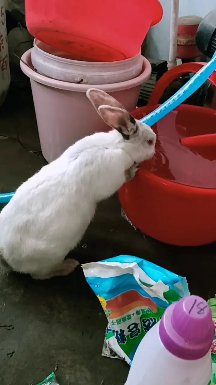兔子能不能喂水喝(兔子能喂水给他喝吗)