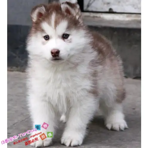 哈士奇纯种幼犬什么价位(纯种哈士奇幼犬价格多少钱一只)