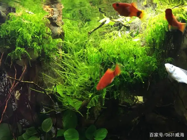 养孔雀鱼可以放水草吗(孔雀鱼缸里可以放水草吗)