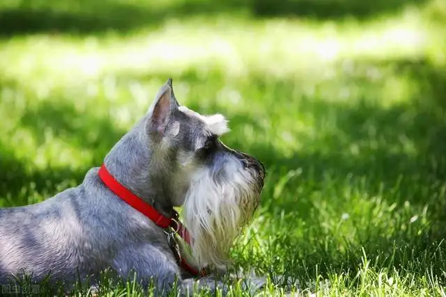 服从性最好的小型犬(服从性最好的小型犬是什么)
