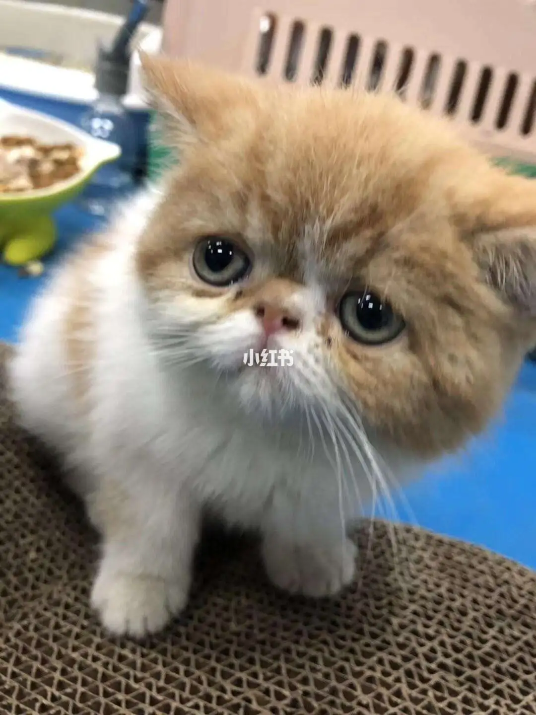 加菲蓝猫价格(加菲蓝白猫多少钱)