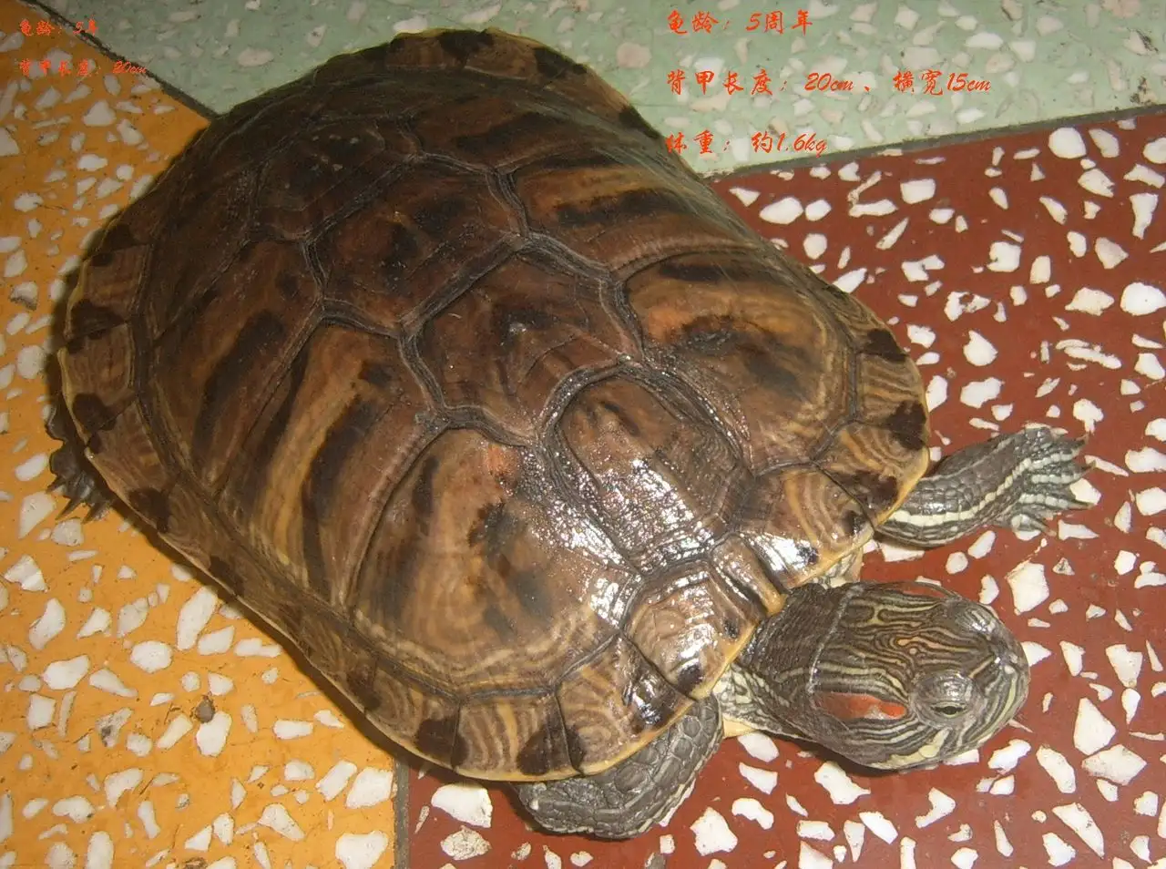 巴西龟长什么样子(巴西龟长什么样子图片 视频)