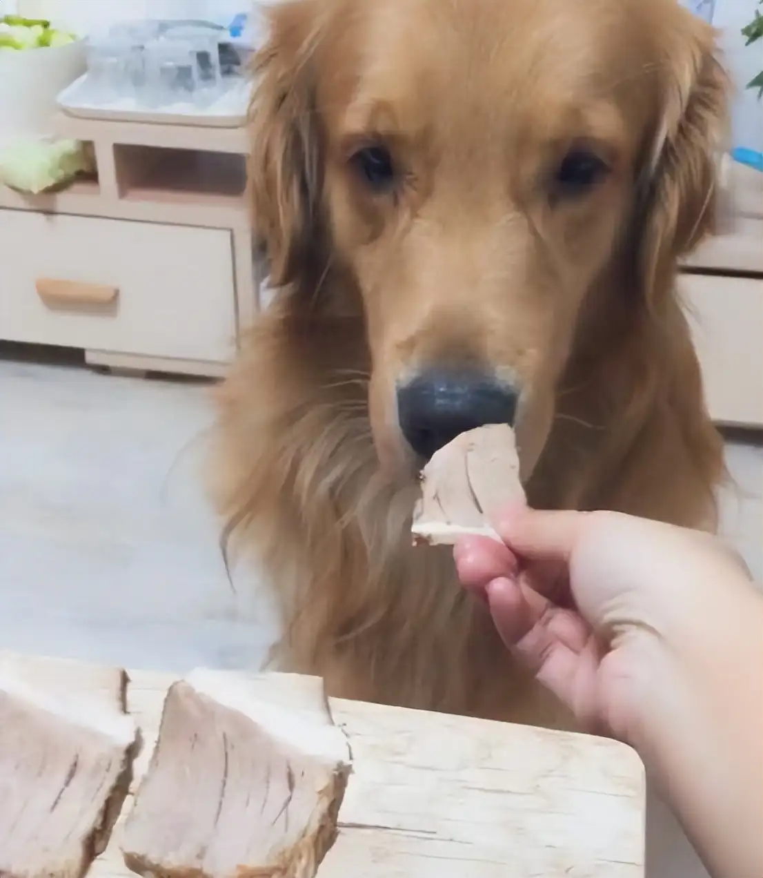 金毛应该吃什么狗粮(金毛一个月吃多少斤狗粮)