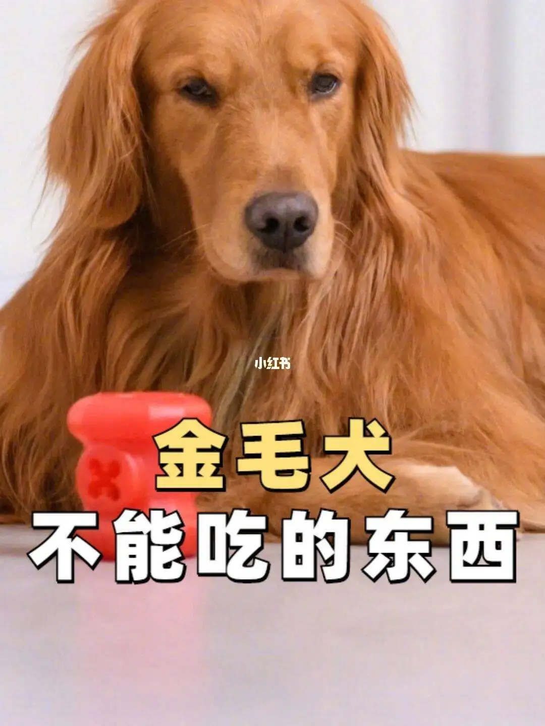 金毛应该吃什么狗粮(金毛一个月吃多少斤狗粮)