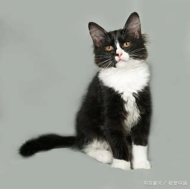 黑白色的猫什么品种(黑白颜色的猫是什么品种)