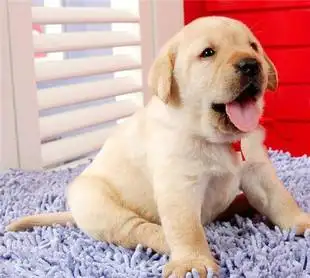 哪里拉布拉多犬好(全国最好的拉布拉多犬舍)