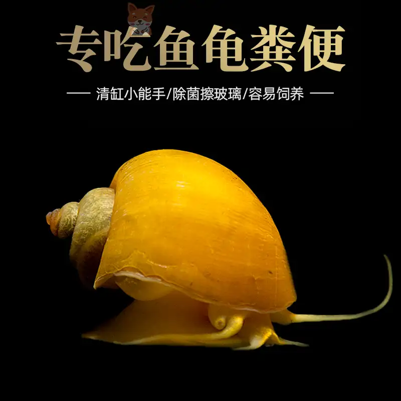 清道夫不吃鱼食(清道夫不喂食会死吗)