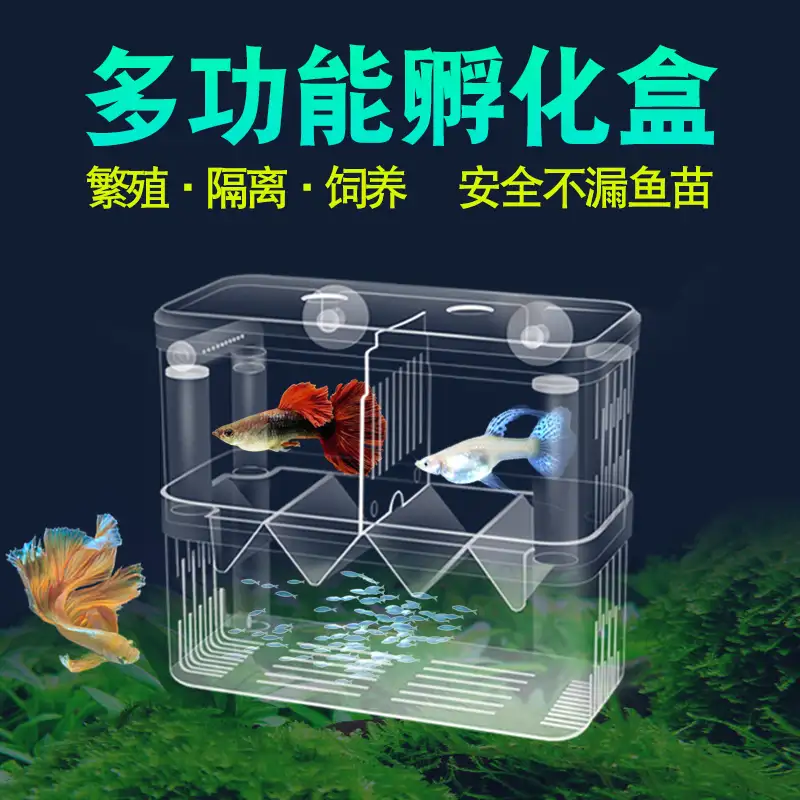 斑马鱼孵化出来怎么养(斑马鱼孵化出来怎么养的)