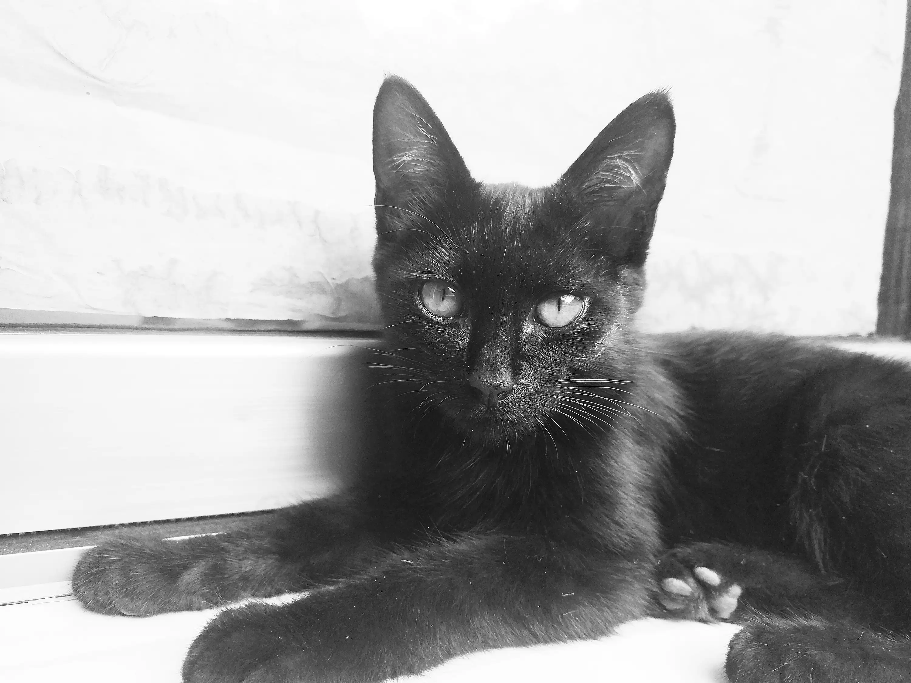 黑白色的猫什么品种(黑白颜色的猫是什么品种)