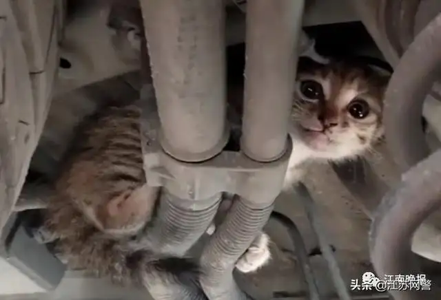 车子开空调一股猫尿味(汽车开空调有尿骚味是怎么回事)