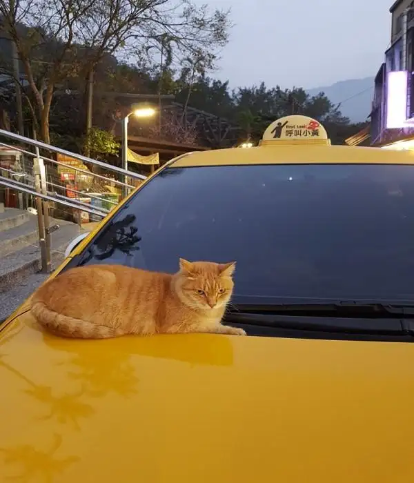车子开空调一股猫尿味(汽车开空调有尿骚味是怎么回事)