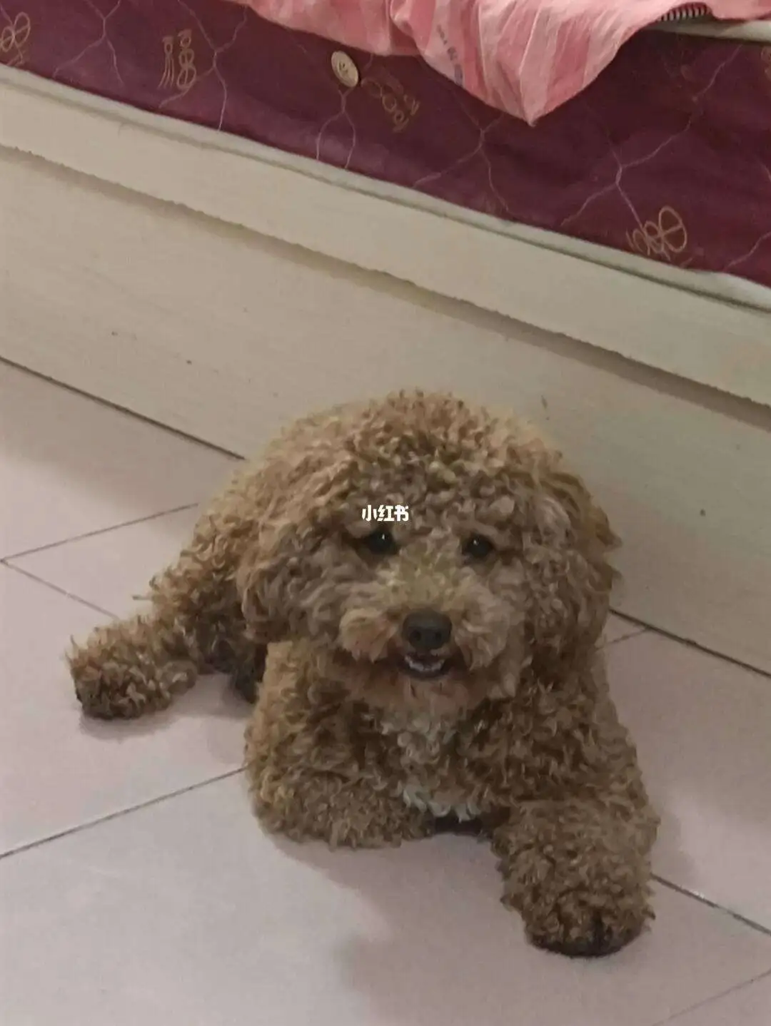 泰迪狗发烧怎么降温(泰迪狗发烧怎么办应急)