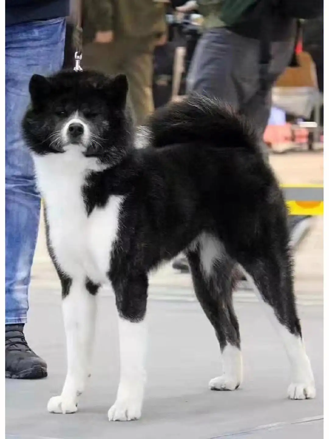 黑色秋田犬(黑色秋田犬微信)
