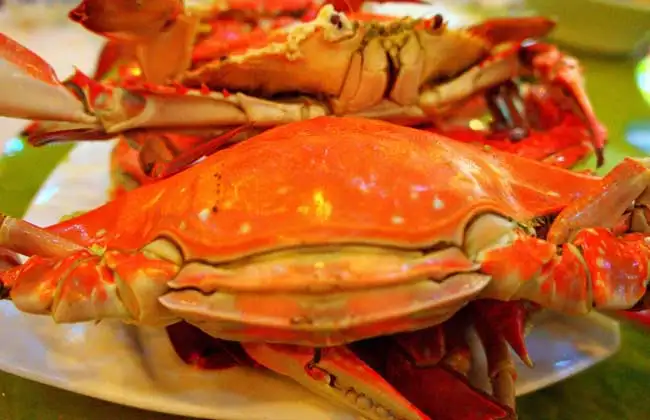 海螃蟹吃啥(螃海吃什么食物)
