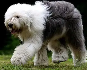 古代英国牧羊犬多少钱一只(英国古代牧羊犬幼犬多少钱一只)