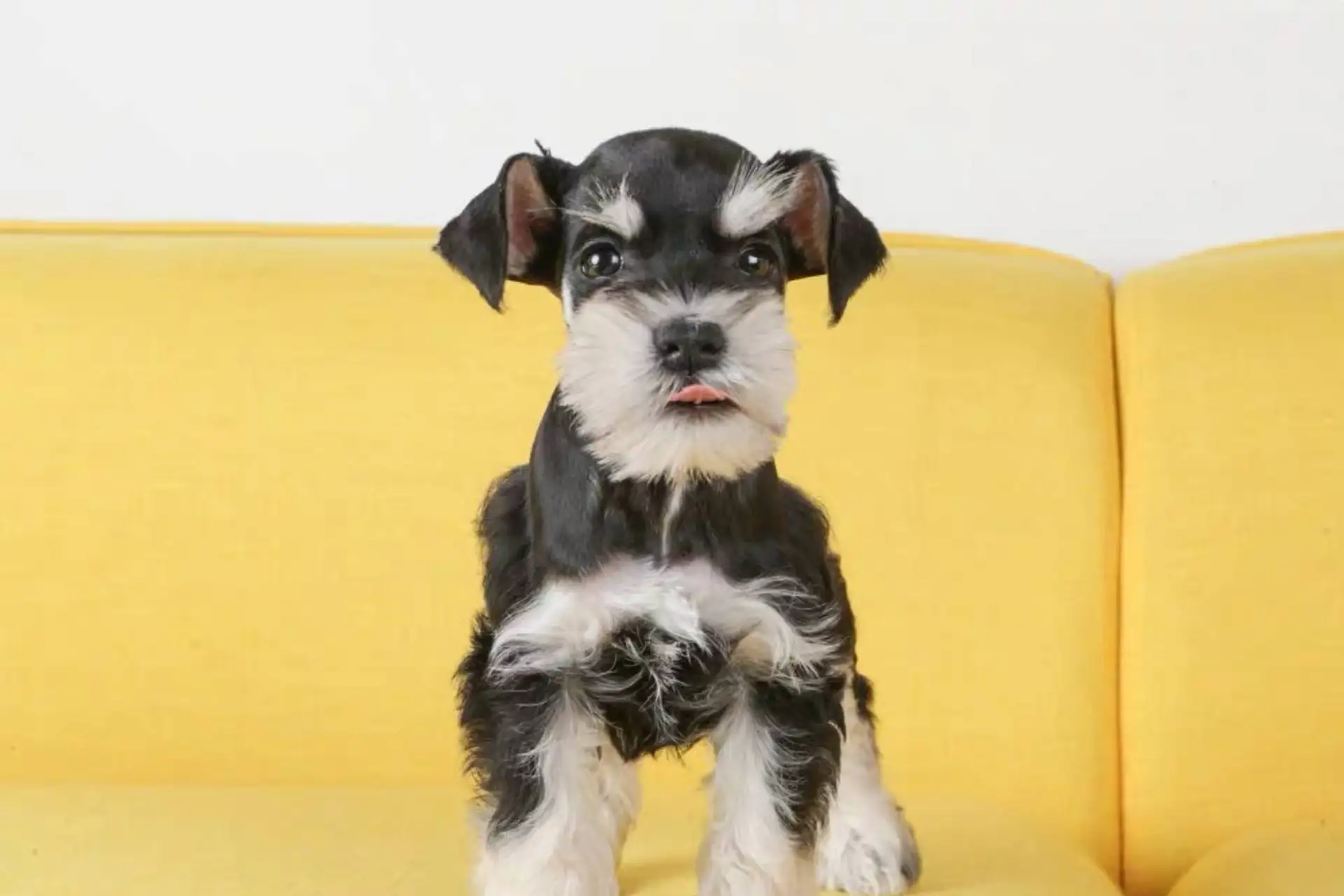 如何养好一只雪纳瑞犬(怎么养好雪纳瑞幼犬雪纳瑞怎么养17万阅读)