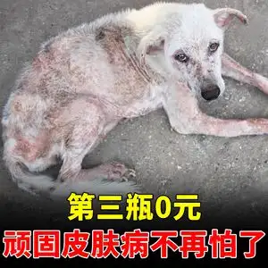 狗狗掉毛特别严重怎么办(狗狗掉毛特别严重怎么办啊)