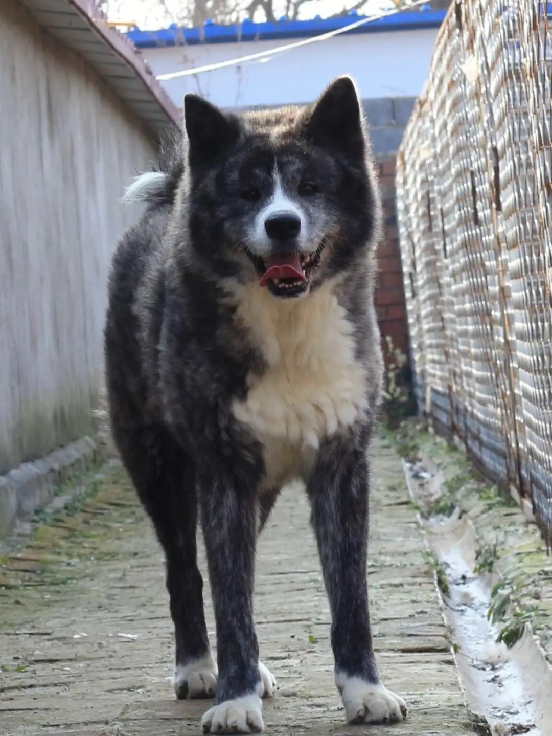 黑色秋田犬(黑色秋田犬微信)