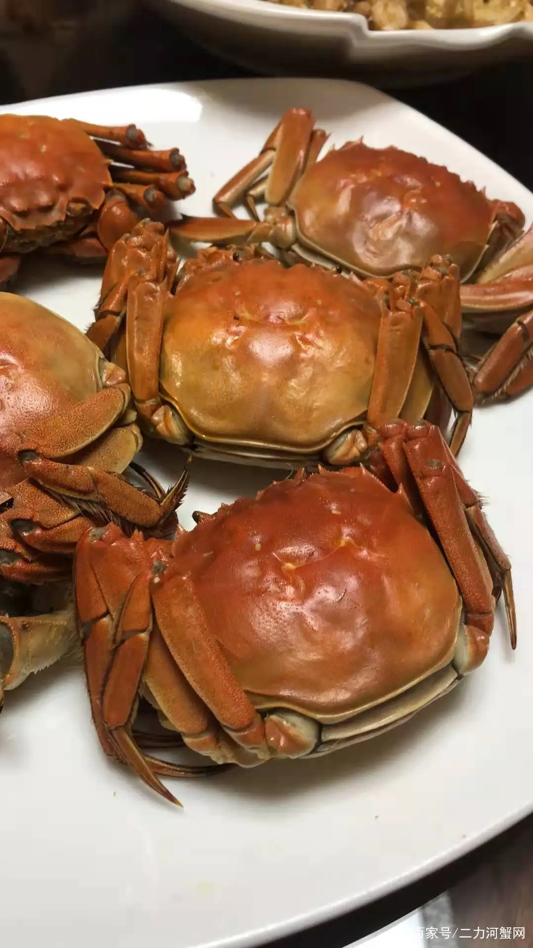 从河里捞的螃蟹吃什么(河里抓的螃蟹吃什么食物好养活)