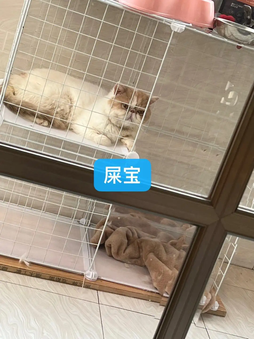 怎么看猫咪是否便秘(怎么判断猫咪是否便秘)