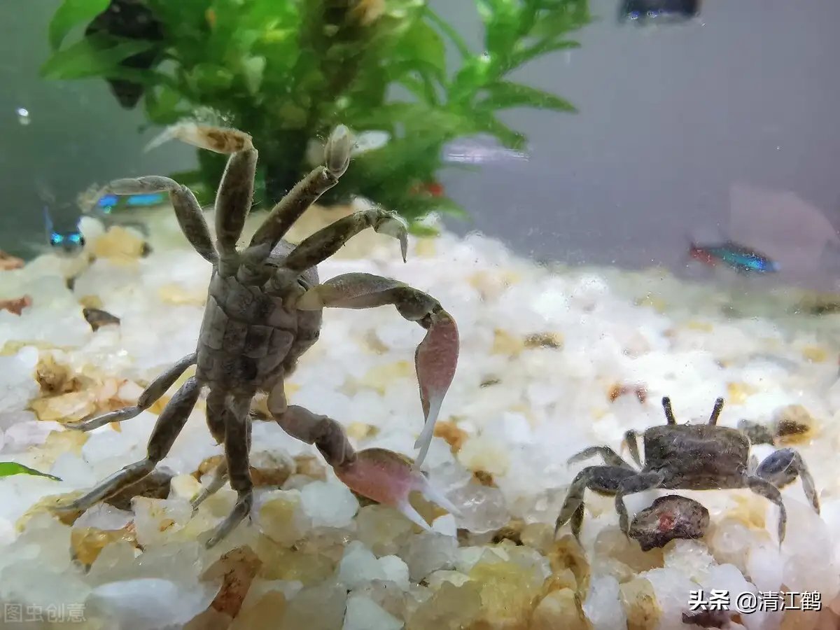 从河里捞的螃蟹吃什么(河里抓的螃蟹吃什么食物好养活)