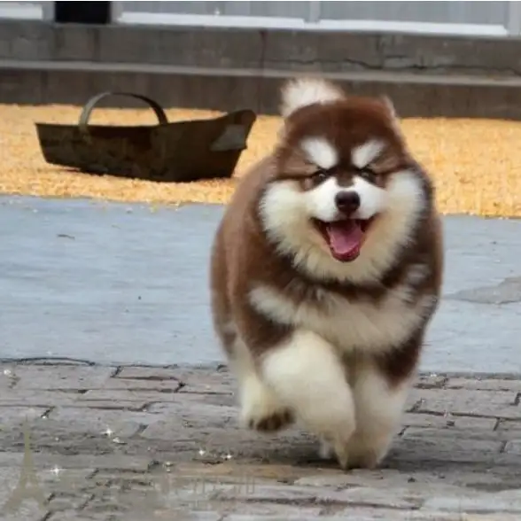 纯种阿拉斯加犬哪里卖(纯种阿拉斯加犬哪里卖的好)