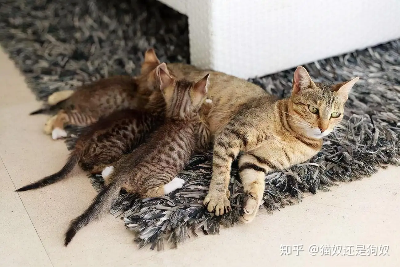公猫和母猫哪个好养(公猫和母猫哪个好养活)